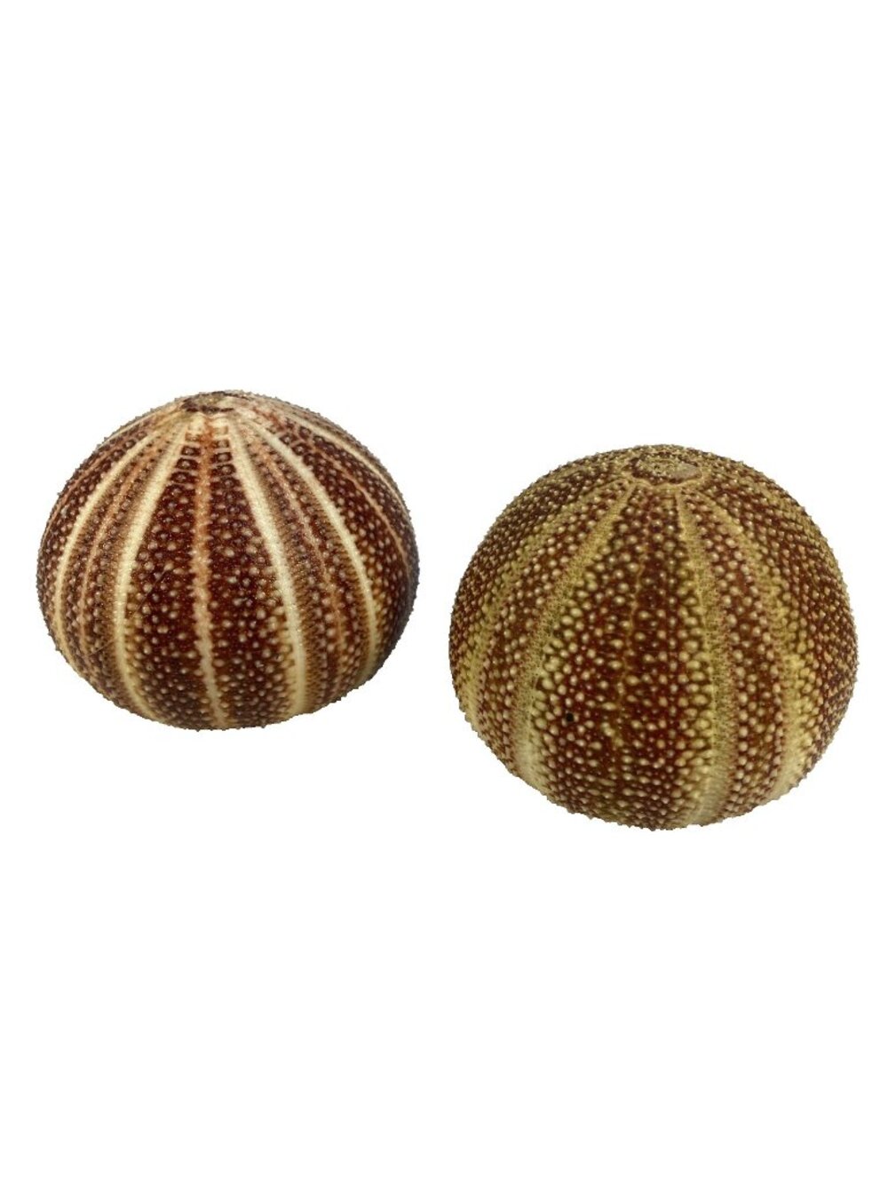 Two 4"+ Real Natural Large Sea Urchin Red Seashell Beach Aquarium Home Decor